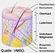 Hautmodell - zum Vergrößern anklicken!